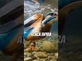 “El Ataque Más Perfecto de la Naturaleza 😳” #viral #sabiasque #shots