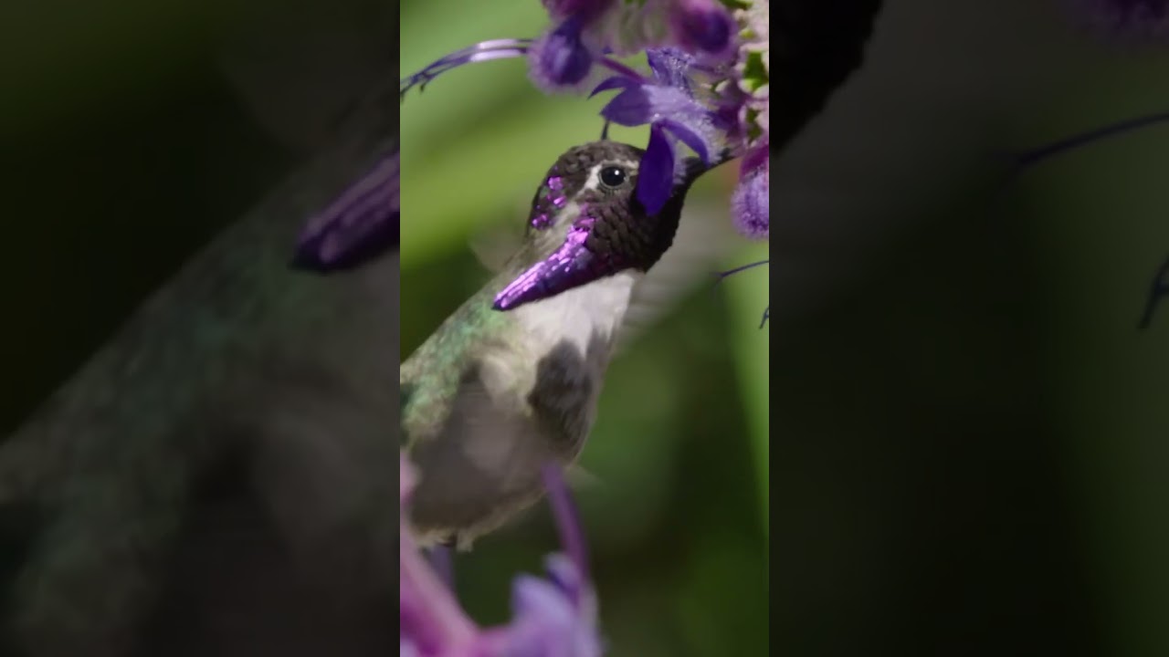 National Go Birding Day | San Diego Zoo Wildlife Alliance 