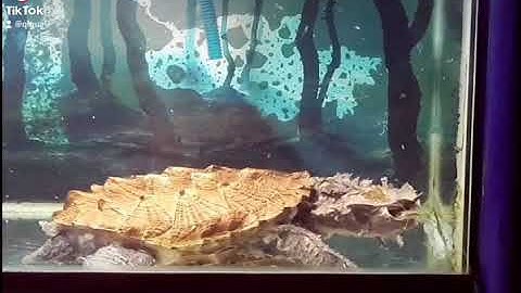 Rùa lá Mata ăn cá trê - Matamata turtle.