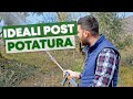 OLIVO: trattamento e concimazione NATURALE