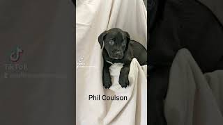 Lab mix pups for adoption