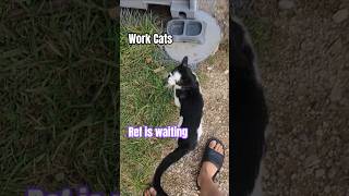 Full Work Cats. Ref is waiting. #workcats #rescuekitty #rescuecat #VBISD #michigan #rescue #cats News