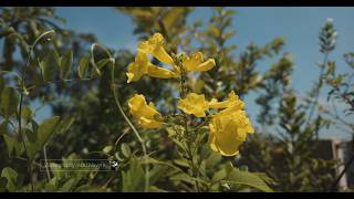 Sony LYT-900 (4096x2160 Pixel 60FPS) UHD 4K RAW Video #sony #lyt900 #smartphonecamera #sonysensor 4K