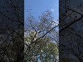 #tree / #jardimbotanico / #biodiversity
