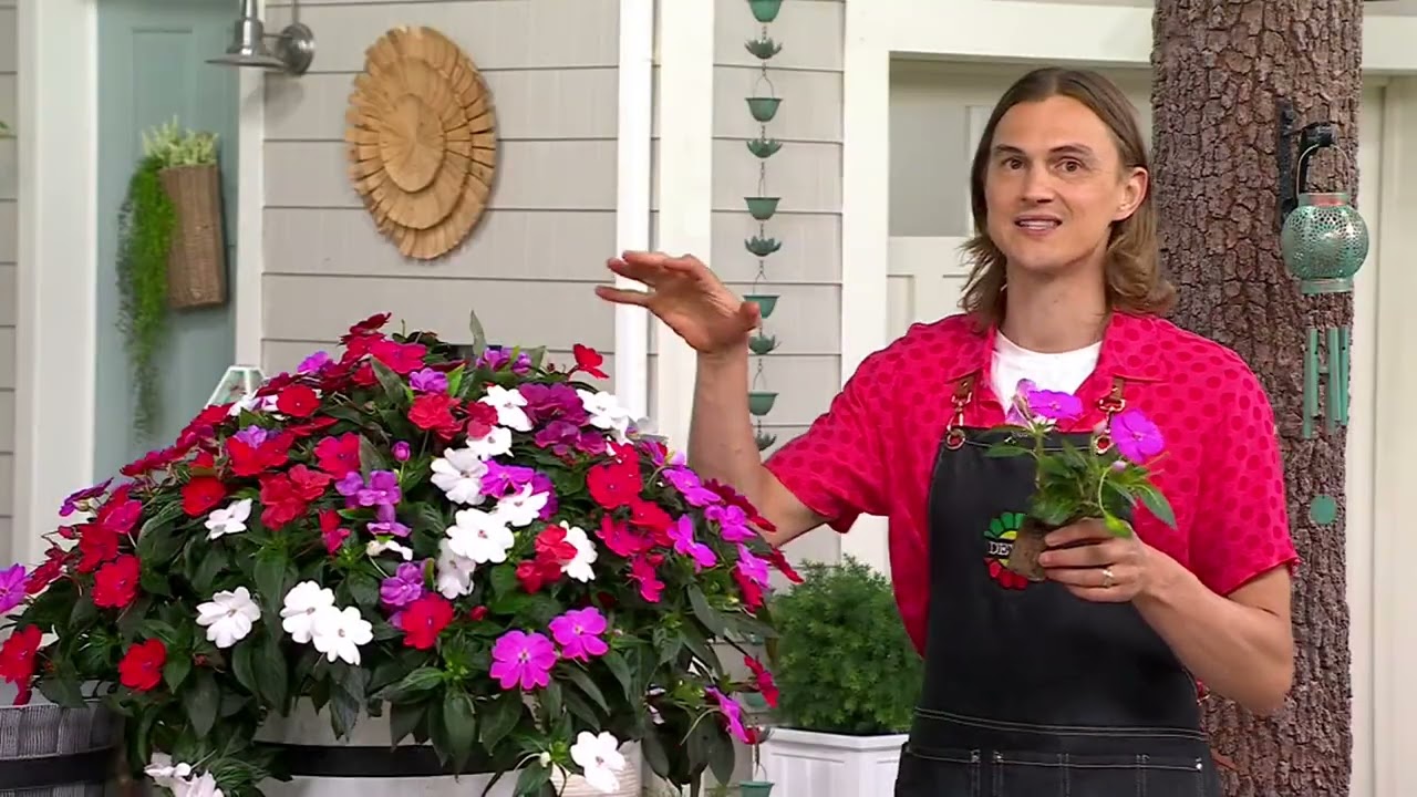Roberta's 3Pc SunPatiens Live Plants With Whiskey Barrel Planter on QVC