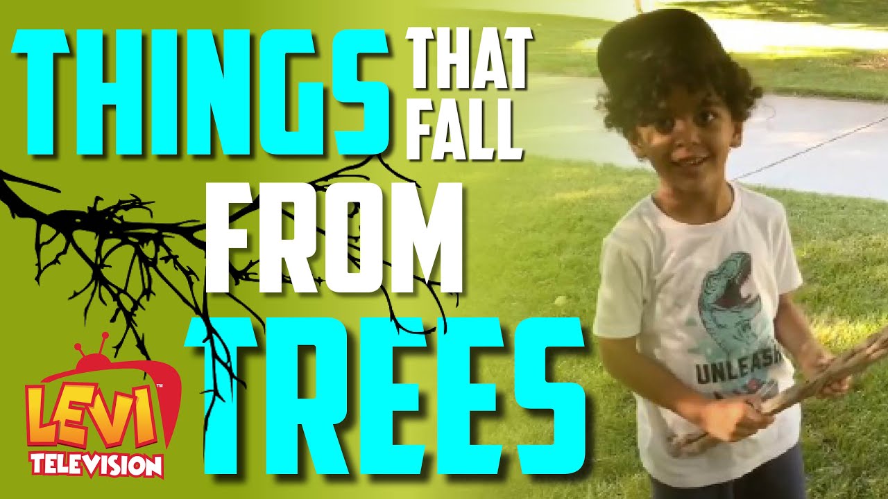 Things that fall from Trees YouTube