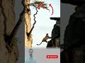 ظن النمر أنها فريسته لكنه يقع في مكيدة مميته ترند اليوم  لطف الله 