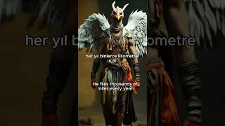 Turna Kuşu Özellikleri Adan Zye Hayvanlar Resimi