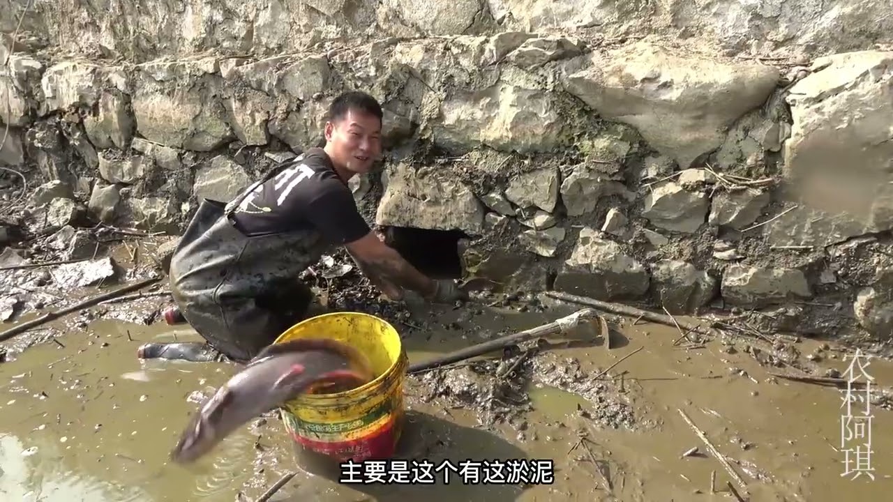 阿琪清理鱼塘第二天，一米多长排水洞里居然躲藏有大货，太惊喜了