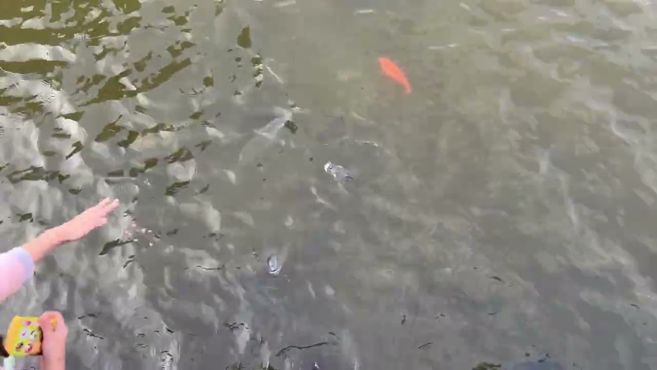 2026-02-19 中央大學中大湖餵魚