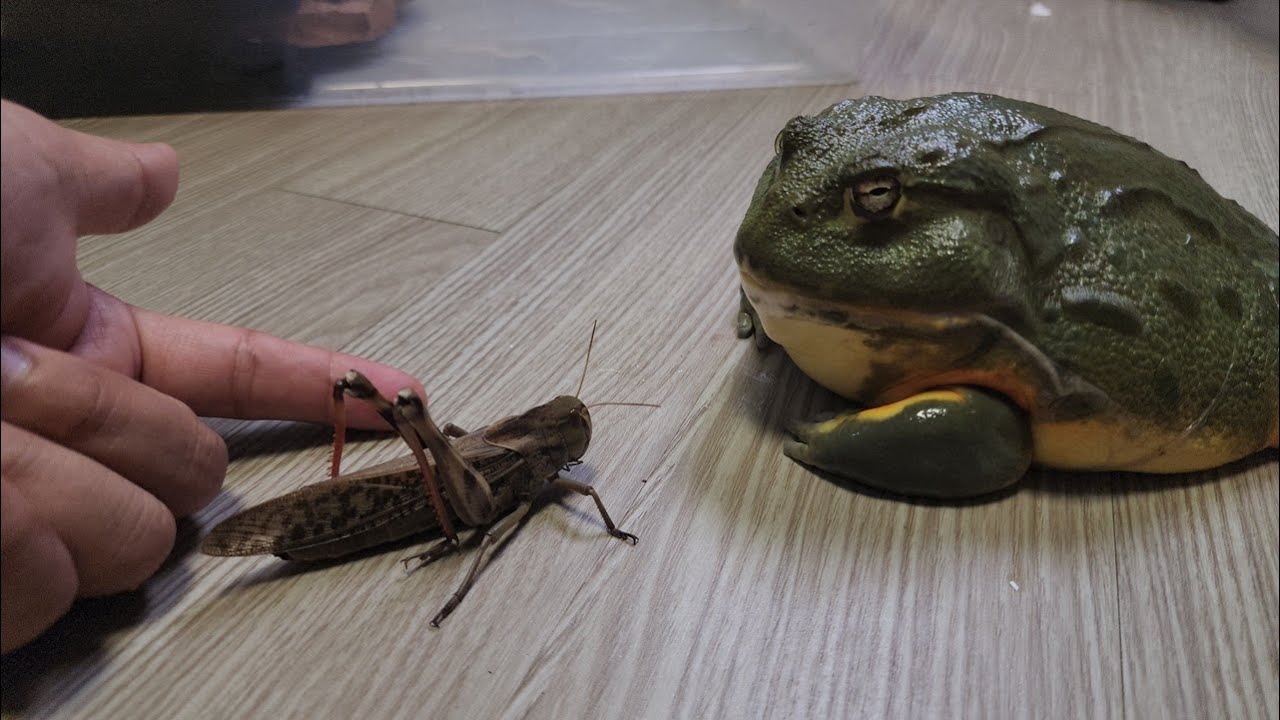 9cm괴물메뚜기를 괴물개구리에게 주었더니...반응이..ㄷㄷ