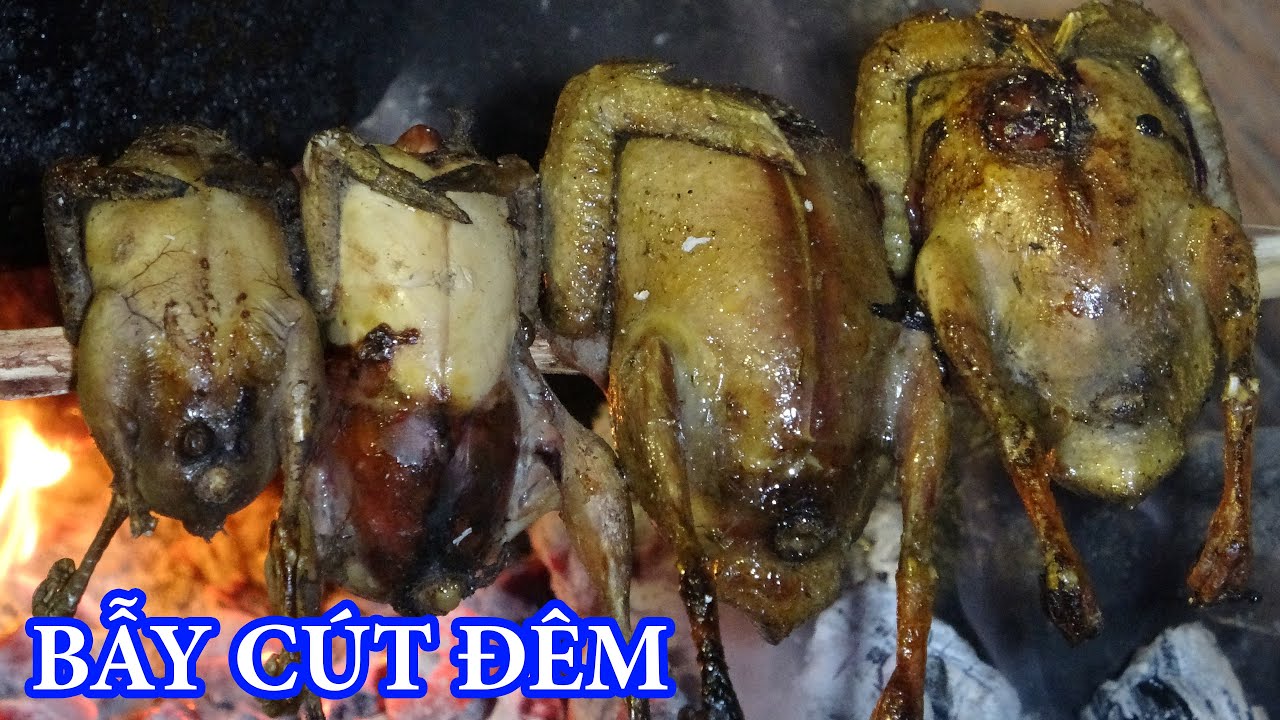 BẪ.Y CHIM CÚT ĐÊM, SĂN GÀ RỪNG, NGỦ RỪNG - T8