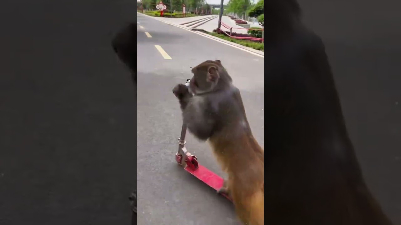 Monkey Riding a Scooter Like a Pro!