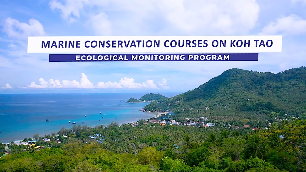 Ecological Monitoring Program - Marine Conservation Courses in Thailand