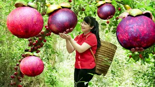 How to Harvest Mangosteen, goes to the market sell  Harvesting and Cooking | Tieu Vy Daily Life