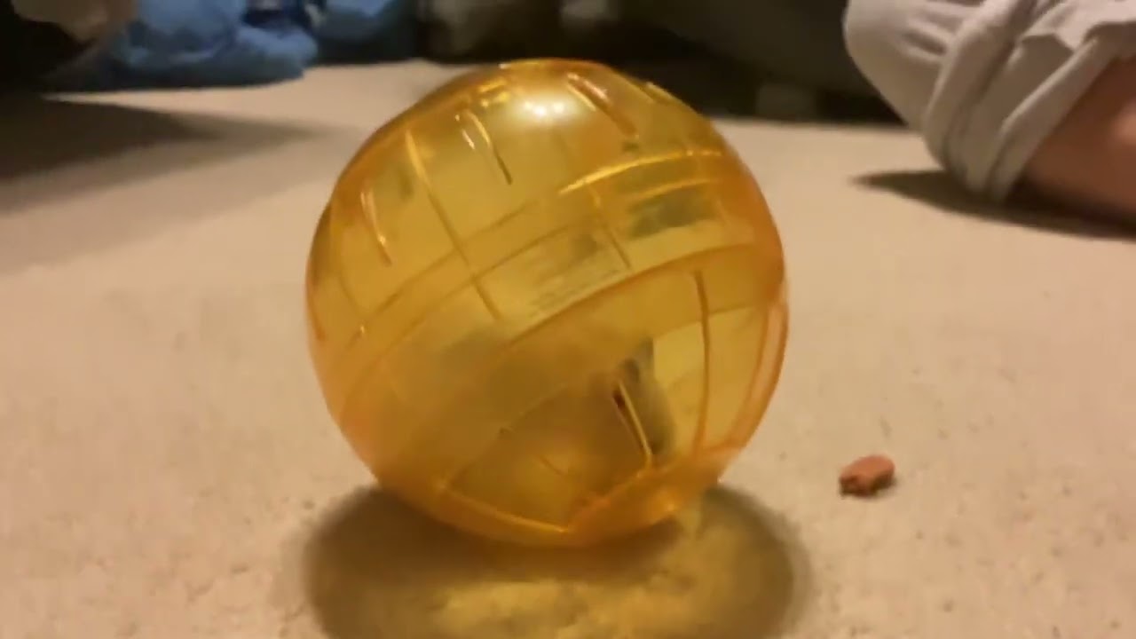 THE BALL AND A HAMSTER CALLED WHIPPY CREAMY IN IT🔮🎱🐹