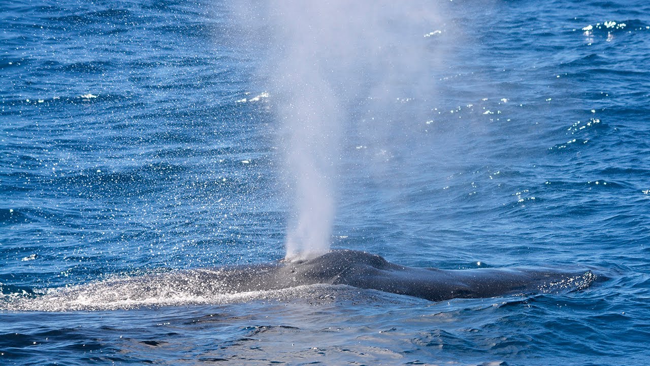 Popular Oahu Whale Watching Tours Star of Honolulu YouTube
