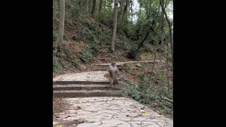 Monkey Running On Two Legs Meme Template