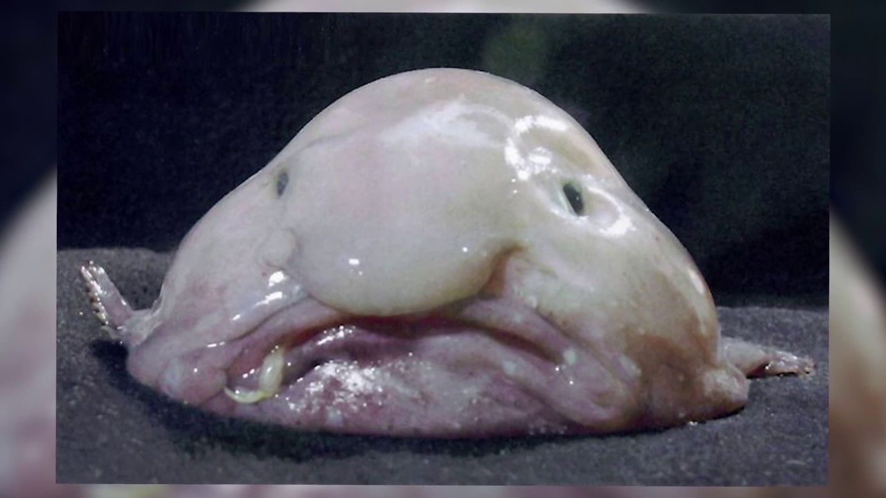 What Is The 2Nd Ugliest Fish In The World?