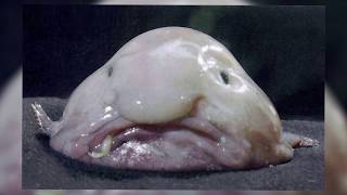 Top 5 Ugliest Fish