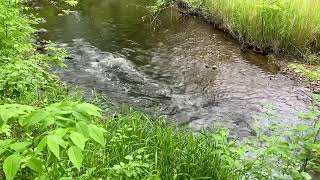 Nine Mile Creek in Bloomington Minnesota