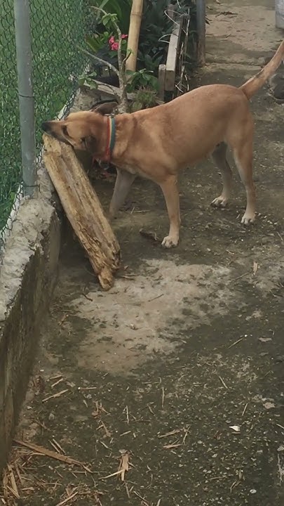 my-dog-training-to-be-a-police-dog-shorts-dogshorts-doglover