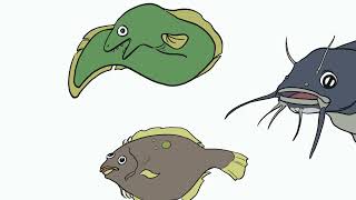 Tidbit Tuesday: Basic Fish Anatomy with Ranger Kayla