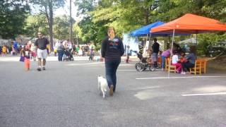 Hampton Roads Dog Trainers Board & Train Lily L Dog Training Virginia
