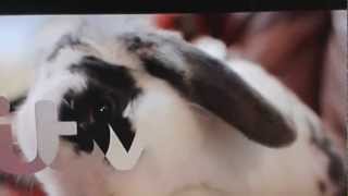 Easter bunny