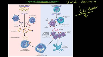 104P - Introduction to primary and secondary Immune deficiency diseases