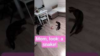 "Snake" cat toy. #cat #singer #kitten #funny #cute #music #snake #snakegame