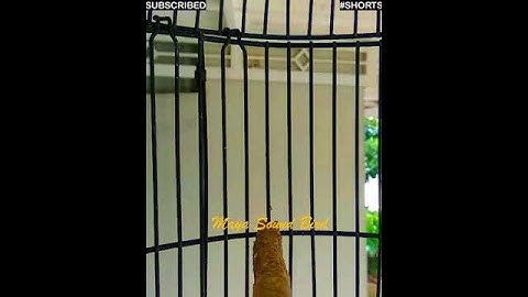 #shorts - Prenjak Gacor - Variasi suara Pancingan Prenjak Lumut - Suara Pikat Prenjak Kepala Merah