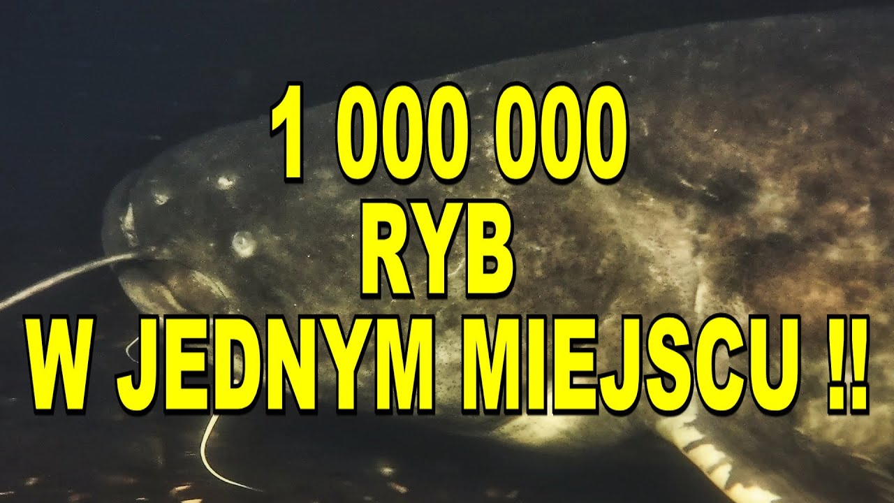 NURKOWANIE 25.05.2024 BAJECZNE PRZEŻYCIE POD WODĄ