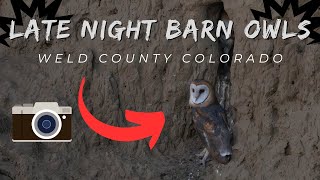 When Night Falls: How To Photograph Barn Owls In Low Light