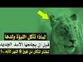 لماذا تأكل اللبؤة ولدها الذى فوق 17 شهرا قبل ان يجامعها الاسد الجديد لماذا تأكل اللبؤة ولدها الذى فوق 17 شهرا قبل ان يجامعها الاسد الجديد