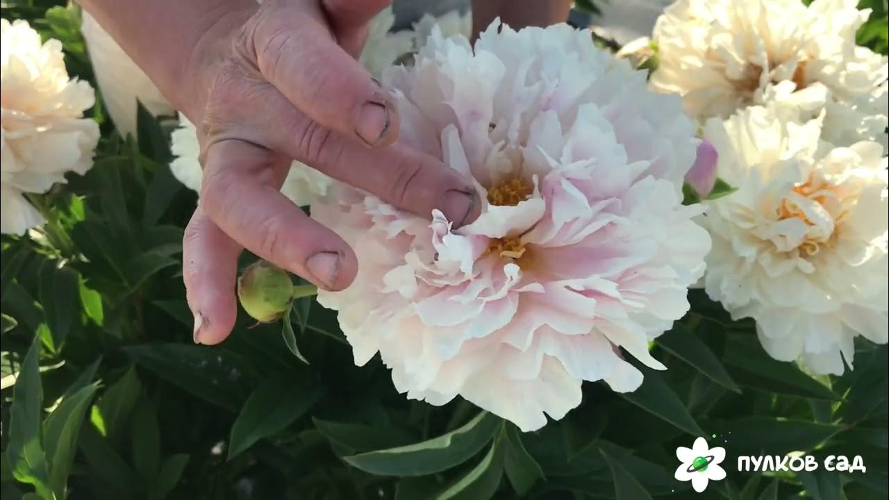 Serene pastel peony. Серена пастель пион. Пулков сад 2022 г - YouTube
