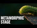 Dragonfly Compound Eye Macro Close-Up | Microtime Wildlife 8K