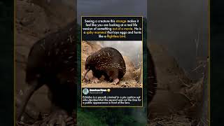 ECHIDNA VS THE SOCIAL SITUATION
