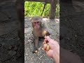 Monkey Sperm 