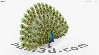 Peacock 3D model by 3DModels.org