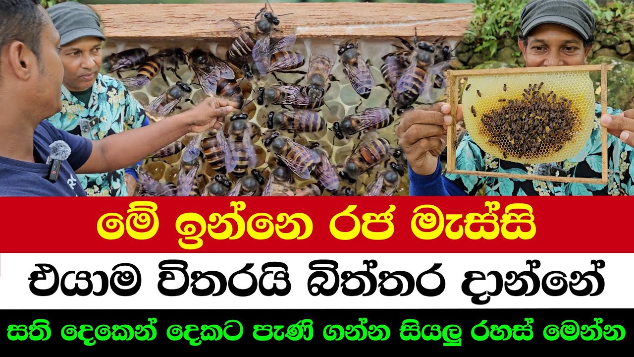 Meet the Queen of the Hive | She’s the Only Egg Layer