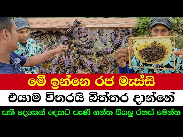 Meet the Queen of the Hive | She’s the Only Egg Layer
