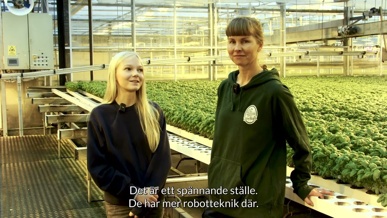 Ruokatieto - Basilikans resa från frö till butik