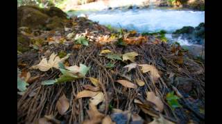 Hermon Stream (Banias) Nature Reserve 2014