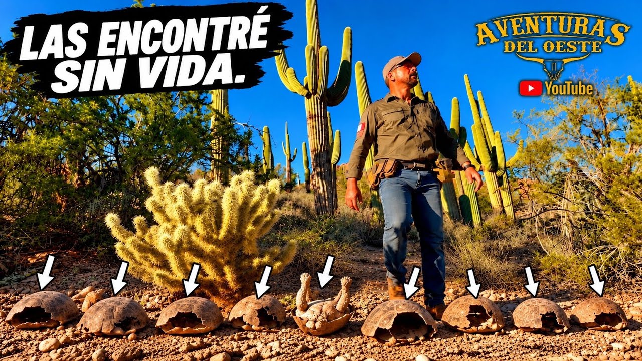 Latest Title & Thumbnail
