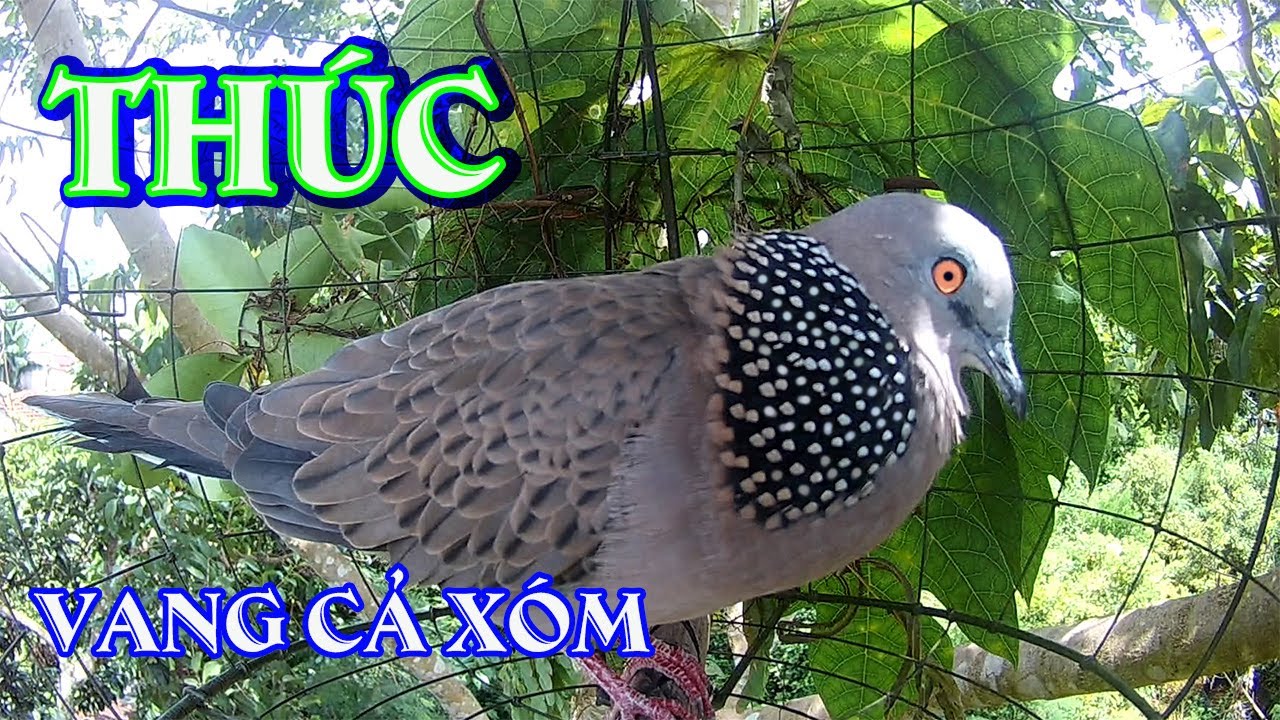 Tiếng chim cu gáy thúc bổi rất to và vang/ cu gáy thúc đấu