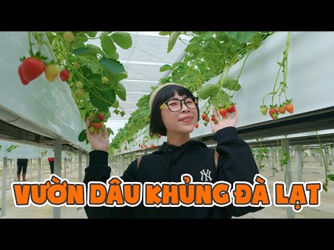 Video Đi Hái Dâu Tây Đà Lạt - youtube