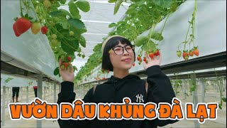 Đi Hái Dâu Tây Đà Lạt