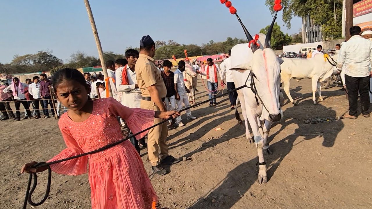 अकलूज यात्रा 2026 / khillar cow 