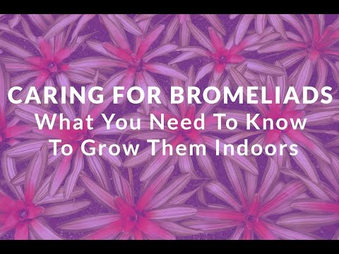 Video: Bắt Bromeliads để tái sinh: Chăm sóc Bromeliads sau khi ra hoa